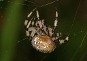 araneus_trifolium828