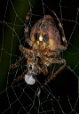 spider_1574