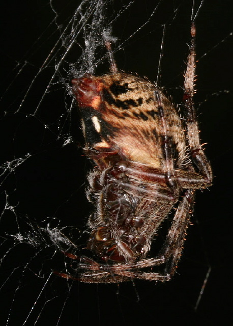 Neoscona crucifera? Araneidae