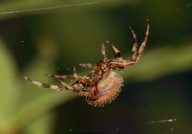 Neoscona crucifera Araneidae