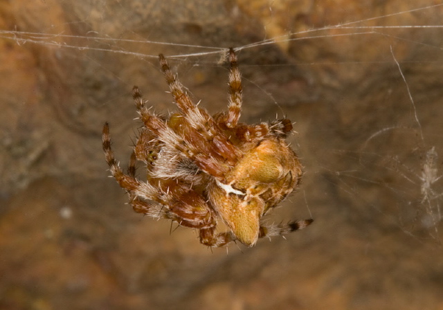 Araneus gemmoides Araneidae