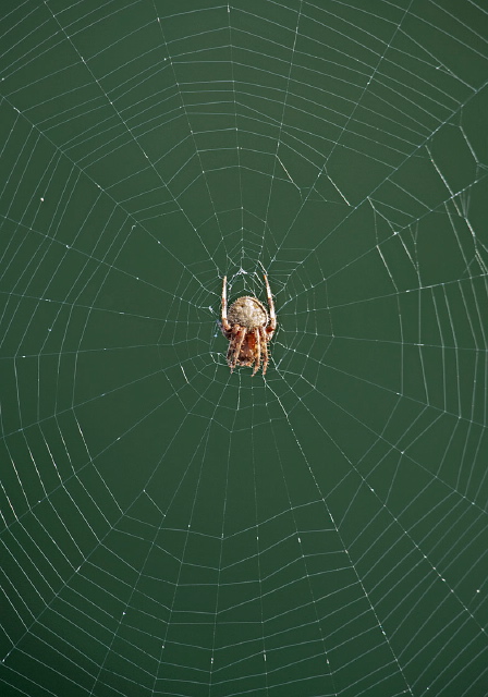 Neoscona crucifera Araneidae