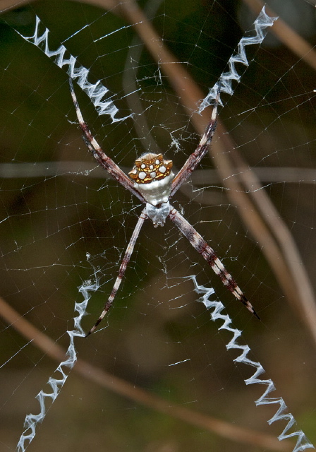 Argiope argentata Araneidae