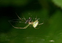 leucauge_venusta159