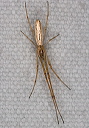 tetragnatha_2251