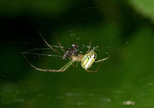 Leucauge venusta Tetragnathidae