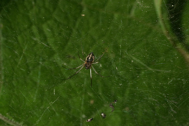 Frontinella communis Linyphiidae