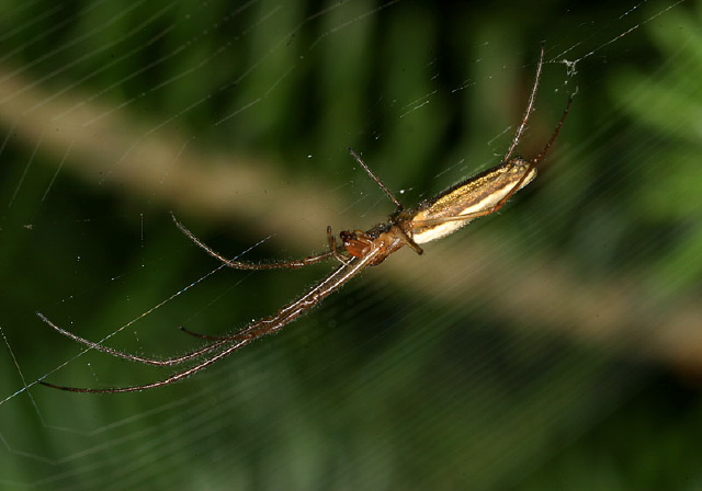 Tetragnatha sp. Tetragnathidae