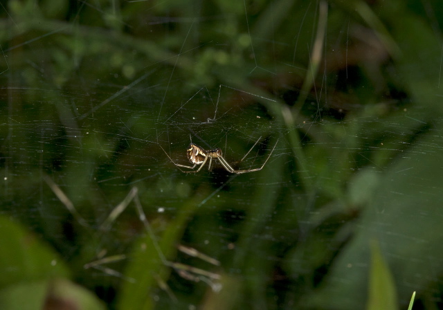 Linyphia triangularis Linyphiidae