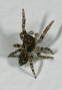 jumping_spider5305