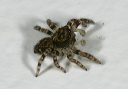 jumping_spider5306