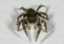 jumping_spider5310