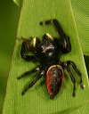 phidippus_clarus353