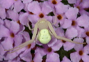 crab_spider2297