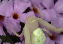 crab_spider2299