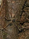 dolomedes_2104