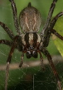 spider_9584