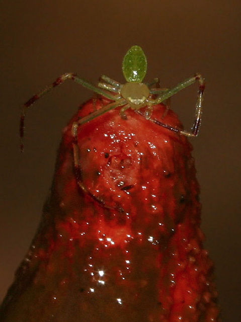 Misumessus oblongus? Thomisidae