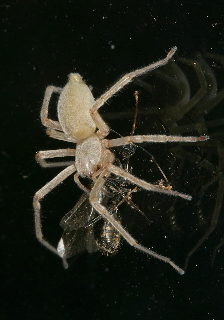 Cheiracanthium sp. Miturgidae