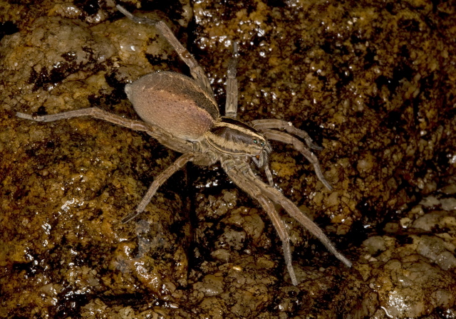   Lycosidae