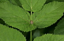 common_harvestman9023