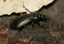 carabus_nemoralis028