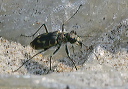 cicindela_repanda4839