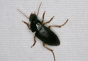 ground_beetle_1630