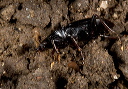 ground_beetle_6301