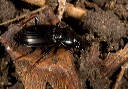 ground_beetle_6307