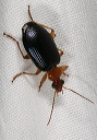 lebia1073