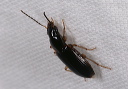 stenolophus_sp0771