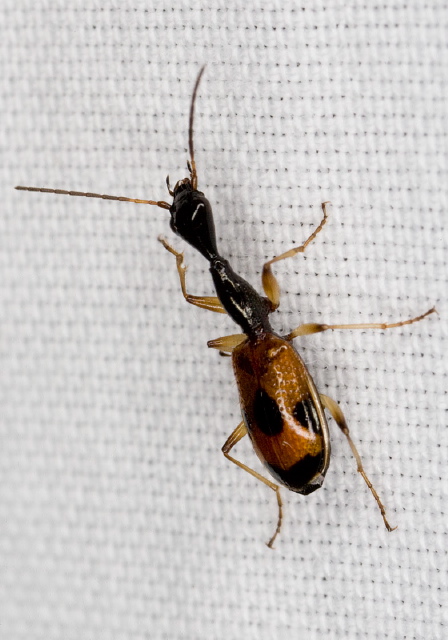 Colliuris pensylvanica Carabidae