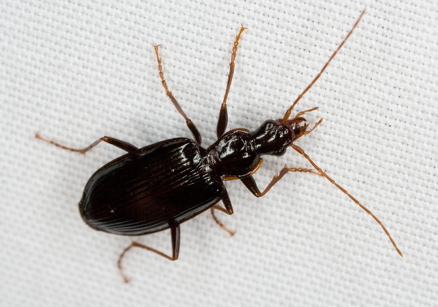 Platynus cincticollis Carabidae