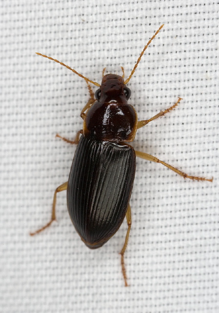 Notiobia sayi Carabidae