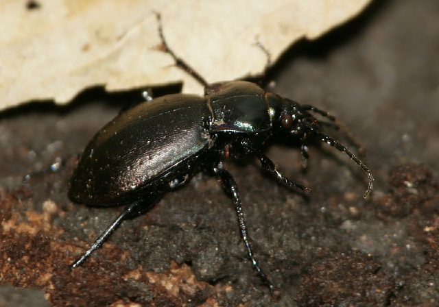 Carabus nemoralis Carabidae