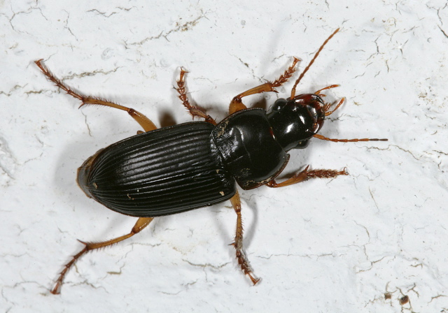 Harpalus pensylvanicus Carabidae