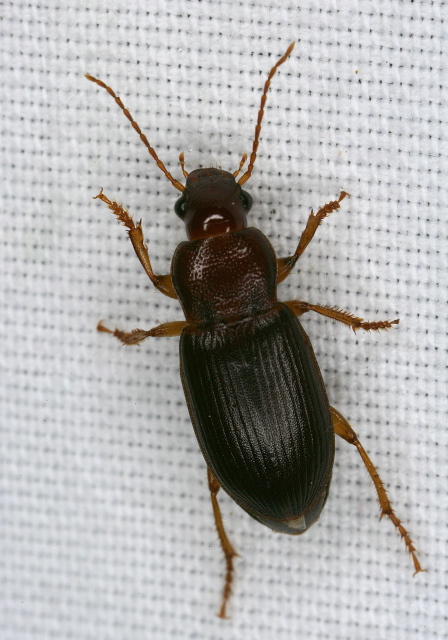 Ophonus puncticeps Carabidae