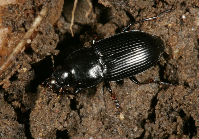 Anisodactylus harrisii Carabidae