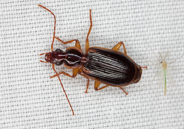 Cymindis limbata Carabidae