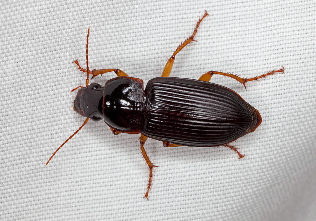 Harpalus pensylvanicus Carabidae