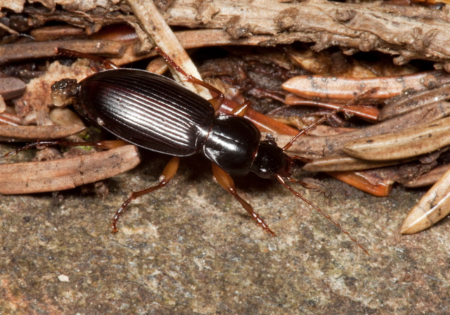   Carabidae