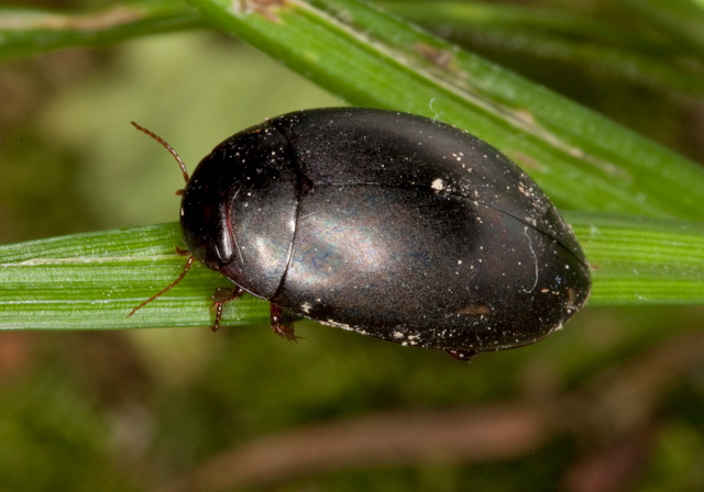 Ilybius sp. Dytiscidae