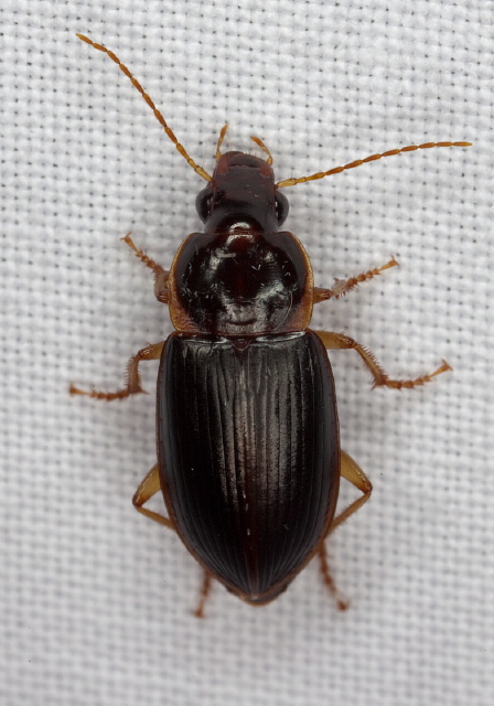 Notiobia terminata Carabidae