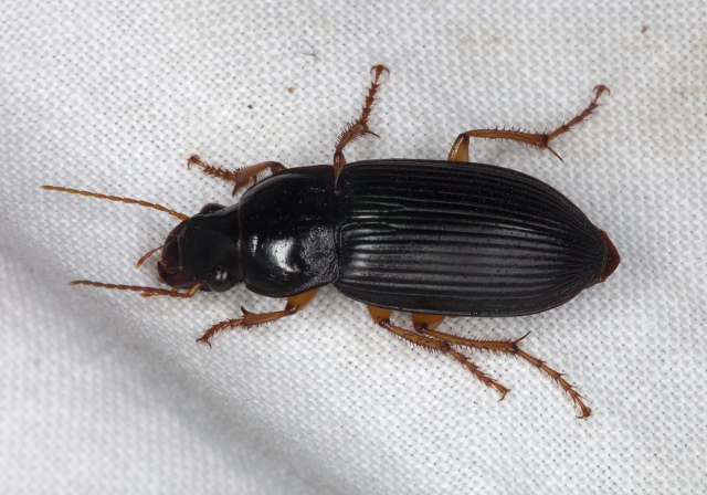 Harpalus pensylvanicus Carabidae