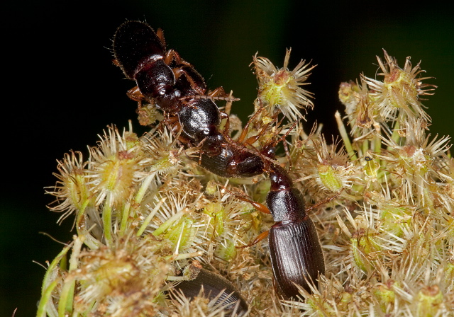 Ophonus puncticeps Carabidae