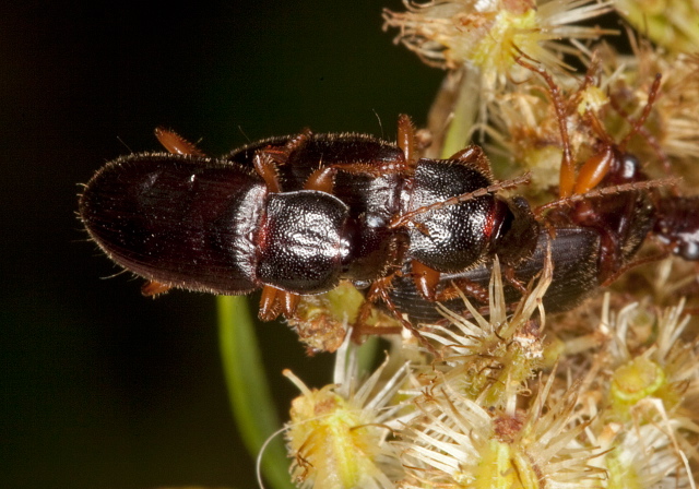 Ophonus puncticeps Carabidae