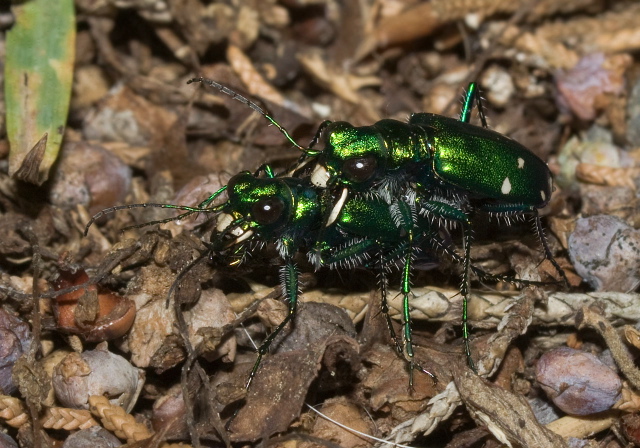 Cicindela sexguttata Carabidae