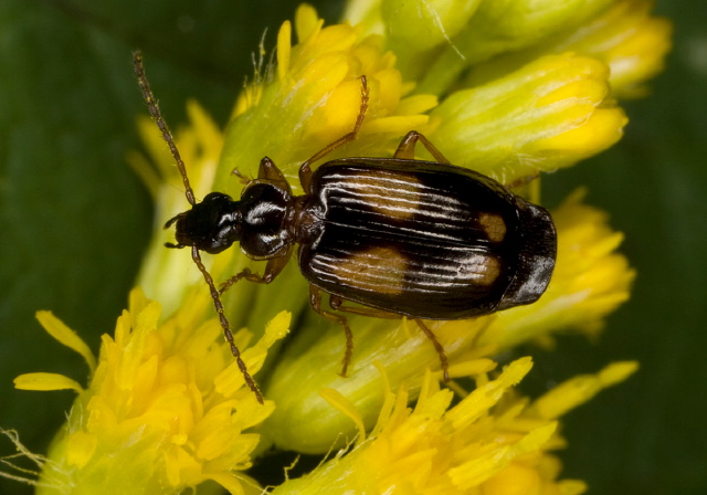 Lebia ornata Carabidae