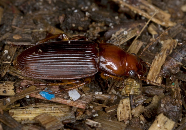 Harpalus (Plectralidusa) eraticus Carabidae